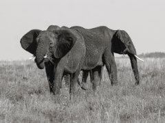 Inmortal Elephants