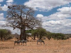 Zebra's Spot