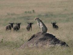 Is This an Ambush?